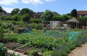 Allotments with council housing at Sea Mills